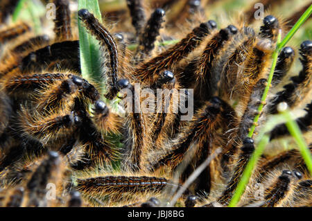 Wolfsmilch-Ringelspinner (Malacosoma Castrensis) Auf Einer Schfweide Im Naturschutzgebiet Hullerbusch (Feldberger Seenlandschaft) Bei Carwitz. Stockfoto
