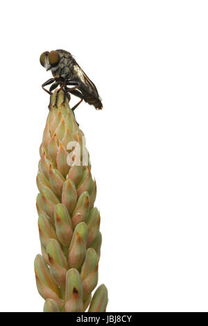 Fliegen Sie mit Aloe Blume Stockfoto