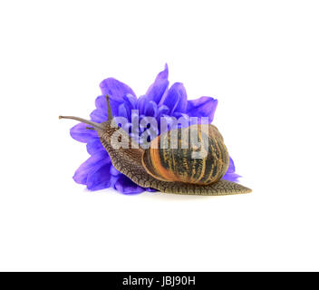 Garten Schädlinge, die Schnecke frisst eine blaue Chrysantheme Blume, isoliert auf weißem Hintergrund Stockfoto