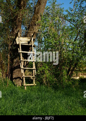 auf der Pirsch Stockfoto