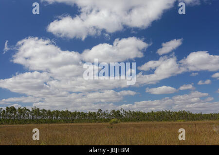 Landschaft Im Norden der Everglades Stockfoto