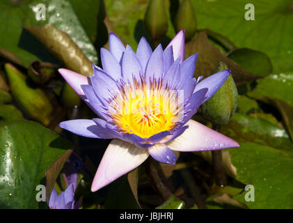 Die Nahaufnahme von einem blauen Lilly in Jamaika. Stockfoto