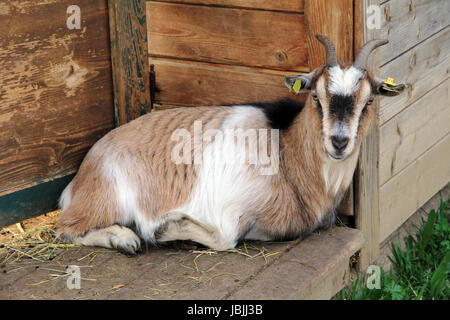 Eine hübsche Ziege Stockfoto