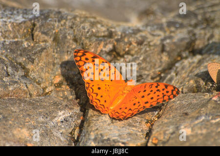 Schmetterling auf Stein im Wald Stockfoto