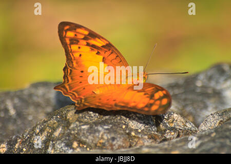 Schmetterling auf Stein im Wald Stockfoto