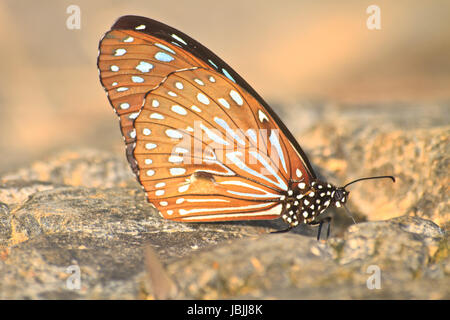 Schmetterling auf Stein im Wald Stockfoto