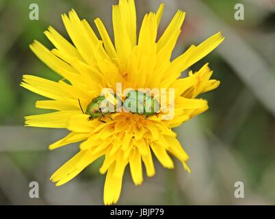 Zwei seidig fallen Käfer (cryptocephalus sericeus) auf habichtskraut Stockfoto