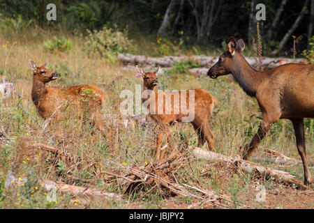 Junge Roosevelt Elche (Cervus Canadensis) in einem grünen Feld Stockfoto