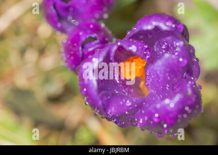 Krokusblüten nach Regen und die Sonne scheint wieder Stockfoto