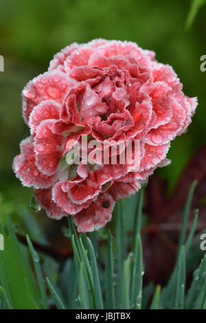 Rosa Blüte Stockfoto