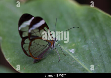 Eine zarte kleine Glasswinged Schmetterling (Greta Oto) Stockfoto