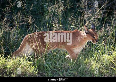 Afrikanische Lynx oder Karakal Jagd das lange Gras Stockfoto