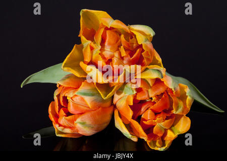 einige bunte Papagei-Tulpen auf schwarzem Hintergrund isoliert Stockfoto
