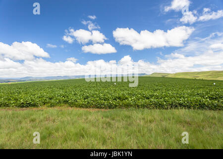 Sommer Berglandwirtschaft Gemüse gepflanzt Anbau ländlichen Hochgebirge. Stockfoto