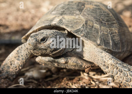 Fauna die Erhaltung der Natur Stockfoto