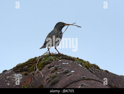 Starling, Sturnus Vulgaris, thront auf Moos bedeckt Dach tragen Nistmaterial, Lancashire, UK Stockfoto