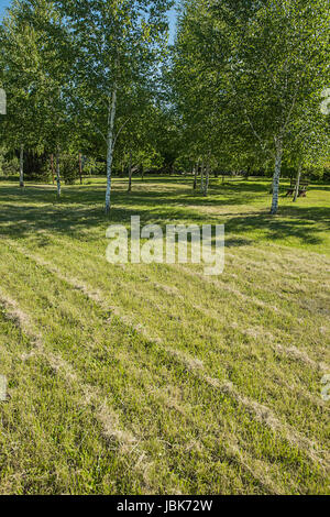 Diagonalen gemacht trocken getrimmte Rasen Gras mit weißen Birken und blauer Himmelshintergrund Stockfoto