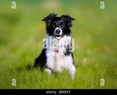 Schuss von Rassehund. An einem sonnigen Sommertag draußen gebracht. Stockfoto