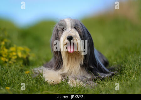 Schuss von Rassehund. An einem sonnigen Sommertag draußen gebracht. Stockfoto