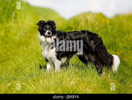 Schuss von Rassehund. An einem sonnigen Sommertag draußen gebracht. Stockfoto