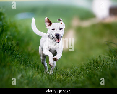 Schuss von Rassehund. An einem sonnigen Sommertag draußen gebracht. Stockfoto