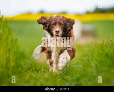 Schuss von Rassehund. An einem sonnigen Sommertag draußen gebracht. Stockfoto