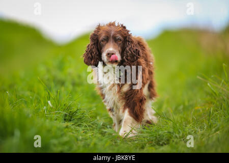 Schuss von Rassehund. An einem sonnigen Sommertag draußen gebracht. Stockfoto