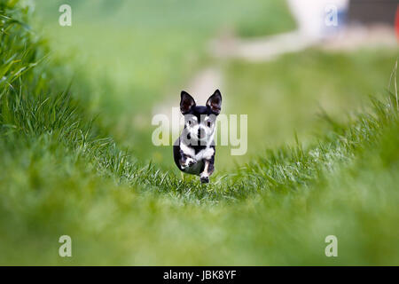 Schuss von Rassehund. An einem sonnigen Sommertag draußen gebracht. Stockfoto