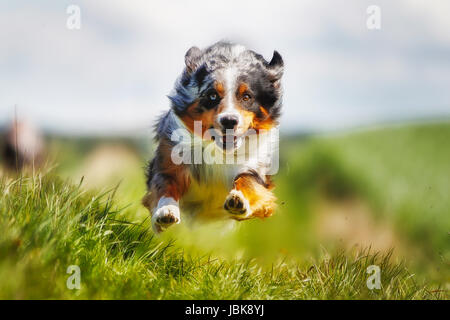 Schuss von Rassehund. An einem sonnigen Sommertag draußen gebracht. Stockfoto