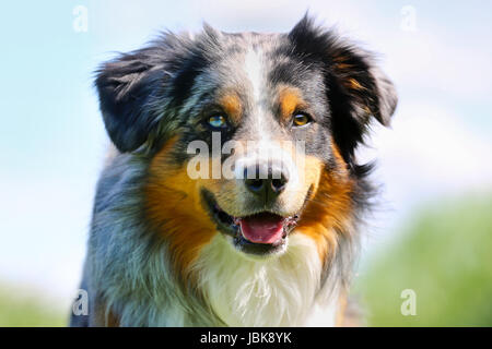 Schuss von Rassehund. An einem sonnigen Sommertag draußen gebracht. Stockfoto