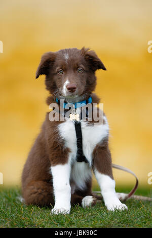 Kleine und niedliche reinrassige Border-Collie Welpen draußen auf dem Rasen. Stockfoto