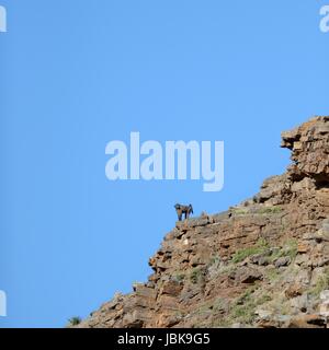 Ein Schuss von afrikanische Paviane in freier Wildbahn Stockfoto