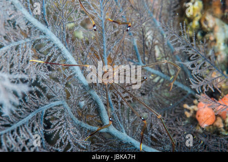 Ortmann Squat Lobster (Chirostylus Ortmanni Miyake & Baba, 1968) am Owens, Mie, Japan. Wassertiefe von 18m Stockfoto