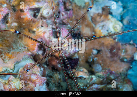 Ortmann Squat Lobster (Chirostylus Ortmanni Miyake & Baba, 1968) am Owens, Mie, Japan. Wassertiefe von 18m Stockfoto