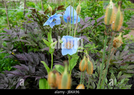 Meconopsis betonicifolia wächst im Sommer draußen an der herbstlichen Grenze am National Botanic Garden of Wales in Carmarthenshire UK KATHY DEWITT Stockfoto