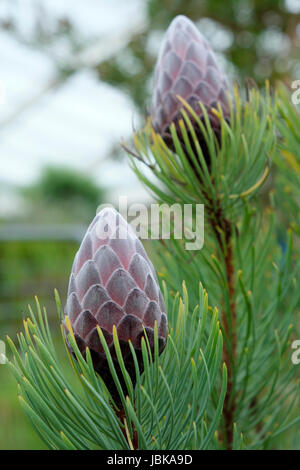 Das Protea Aristata Knospen, blühen im großen Gewächshaus des National Botanic Garden of Wales im Juni UK KATHY DEWITT Stockfoto