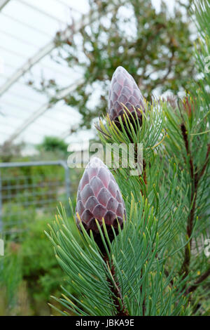 Das Protea Aristata Knospen, blühen im großen Gewächshaus des National Botanic Garden of Wales im Juni UK KATHY DEWITT Stockfoto