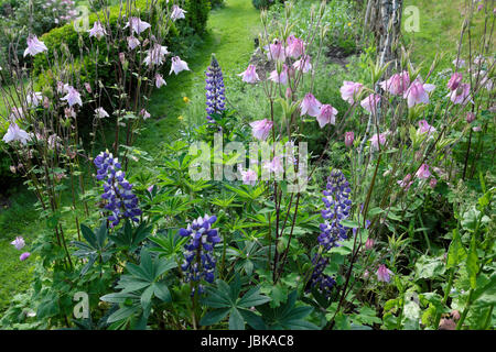 Lila Lupine Blüten und malve rosa aquilegia wächst in einem Landgarten krautigen Grenze im Juni Carmarthenshire Wales Großbritannien KATHY DEWITT Stockfoto