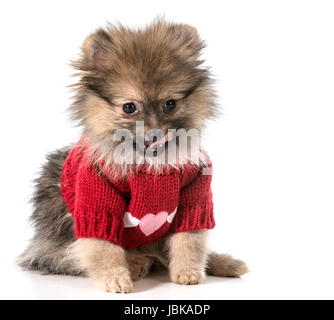 Pommern mit roter Pullover mit Herzen Stockfoto