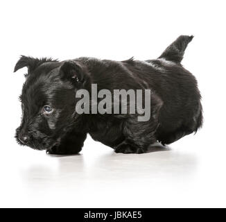 Scottish Terrier Welpen zu Fuß in Richtung Betrachter isoliert auf weißem Hintergrund Stockfoto