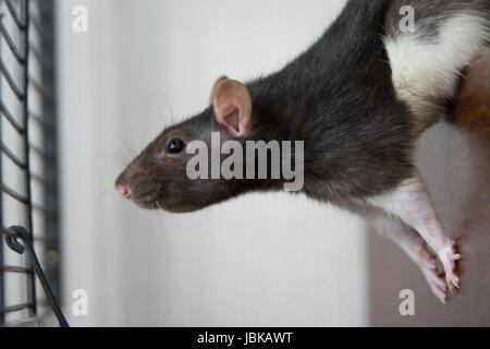 Ratte in Bewegung, Houserat, Hausratte, Farbratte, mein Haustier Ratte Stockfoto