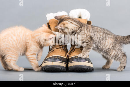 Studioaufnahme von zwei kleinen Kätzchen spielen mit Schuhen vor einem grauen Hintergrund Stockfoto