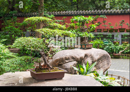 Bonsais auf Felsen in einem Park in China Stockfoto