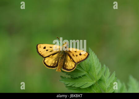 Carterocephalus silvicola, der nördlichen chequered Skipper, ist ein Schmetterling aus der Familie der Stockfoto