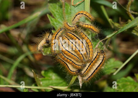 Viele Raupen auf dem Blatt. Malacosoma Castrensis, Boden Lakai Stockfoto