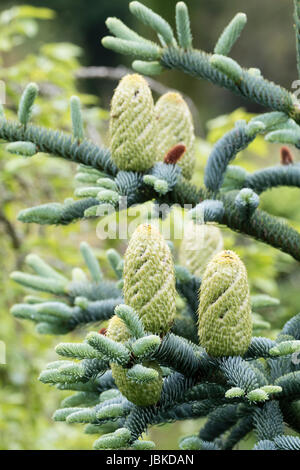 Junge weibliche Samen Kegel Kontrast zu dem silbrigen Laub der immergrünen Tanne, Abies Procera 'Glauca Prostrata' Stockfoto