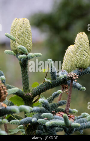 Junge weibliche Samen Kegel Kontrast zu dem silbrigen Laub der immergrünen Tanne, Abies Procera 'Glauca Prostrata' Stockfoto