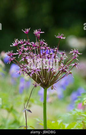 Spinnenartigen Blütenstand der Frühsommer blühenden Zierpflanzen Zwiebel, Allium 'Spider' Stockfoto