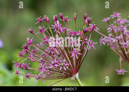 Spinnenartigen Blütenstand der Frühsommer blühenden Zierpflanzen Zwiebel, Allium 'Spider' Stockfoto