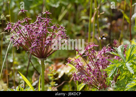 Spinnenartigen Blütenstand der Frühsommer blühenden Zierpflanzen Zwiebel, Allium 'Spider' Stockfoto